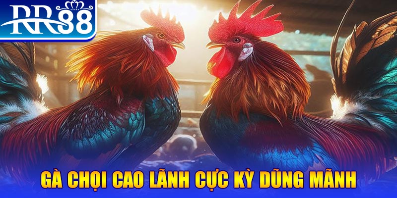 banca28 đăng nhập poker live